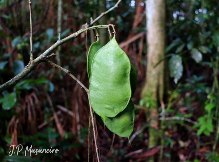 Dahlstedtia pinnata