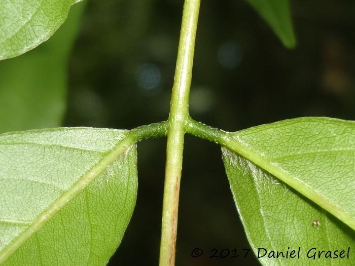 Dahlstedtia pinnata