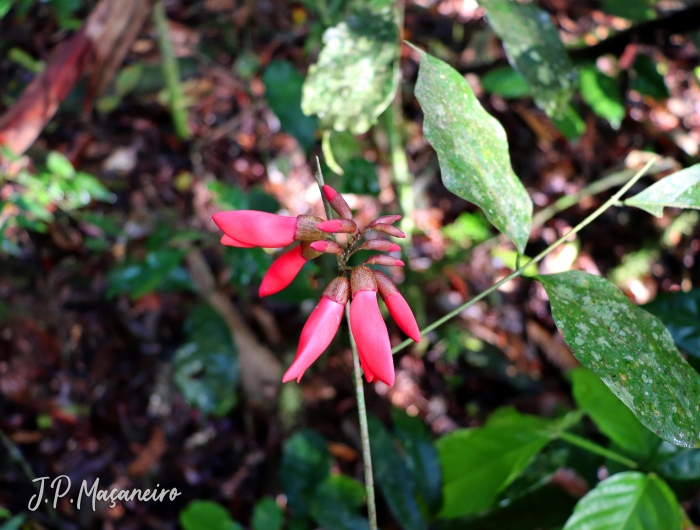 Dahlstedtia pinnata