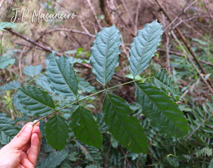 Dahlstedtia pinnata