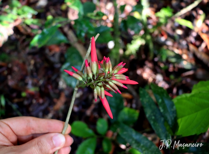 Dahlstedtia pinnata