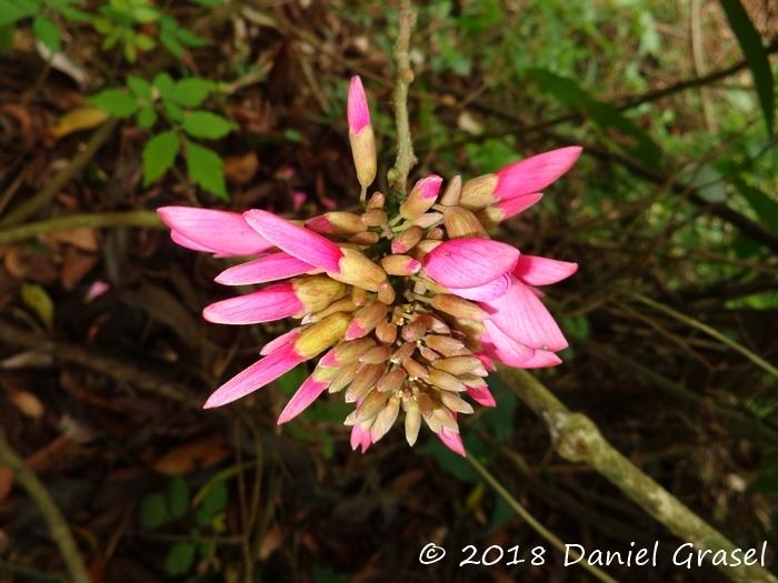 Dahlstedtia pinnata