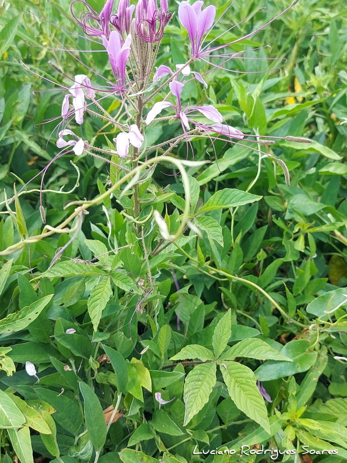 Tarenaya trachycarpa