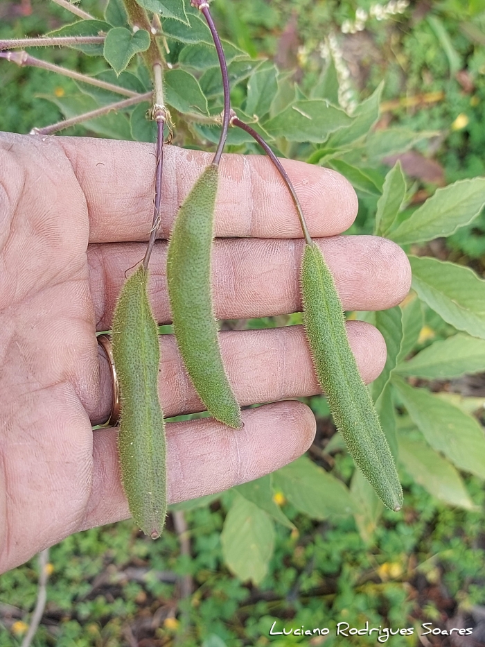 Tarenaya trachycarpa