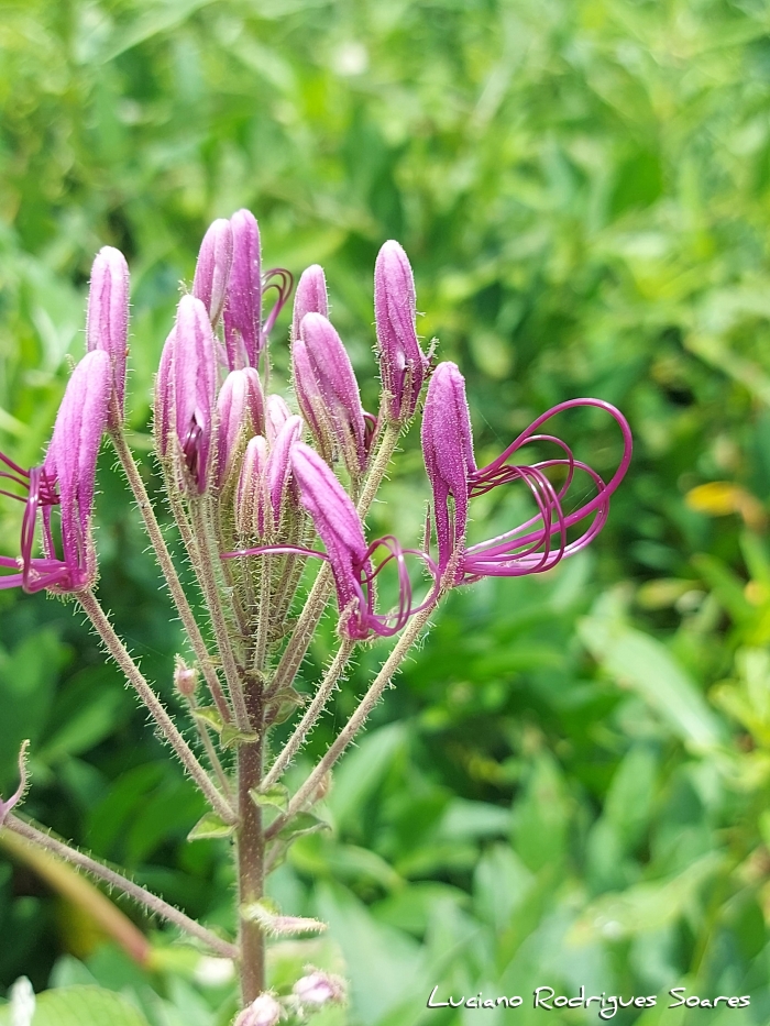Tarenaya trachycarpa