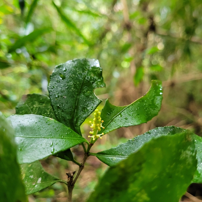 Stillingia oppositifolia