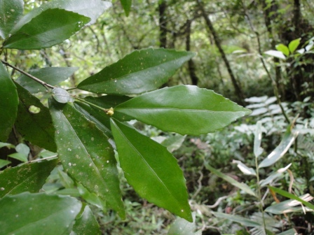 Stillingia oppositifolia