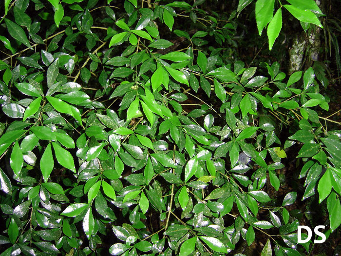 Stillingia oppositifolia