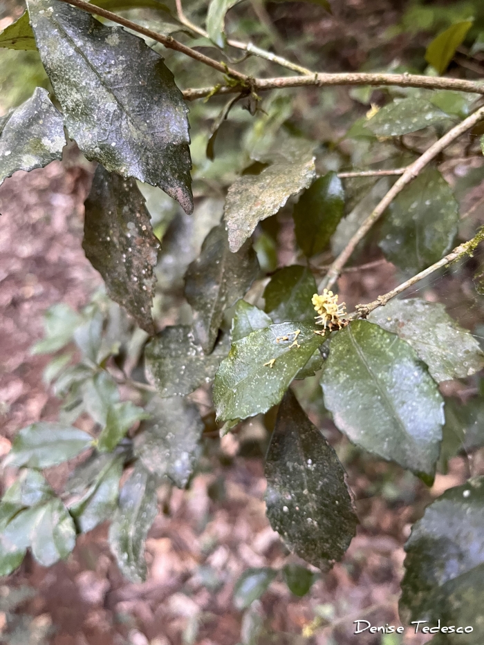 Stillingia oppositifolia