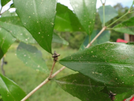 Stillingia oppositifolia