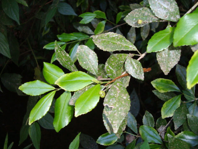 Stillingia oppositifolia