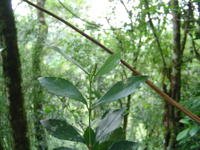 Stillingia oppositifolia