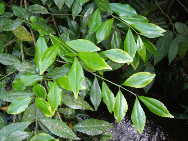 Stillingia oppositifolia