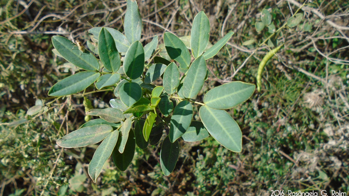 Senna corymbosa