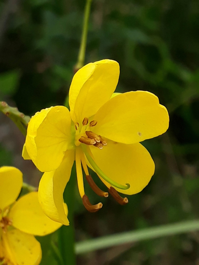 Senna corymbosa