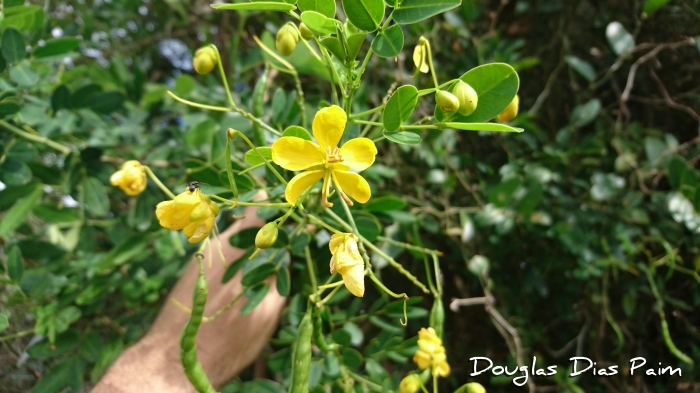 Senna corymbosa