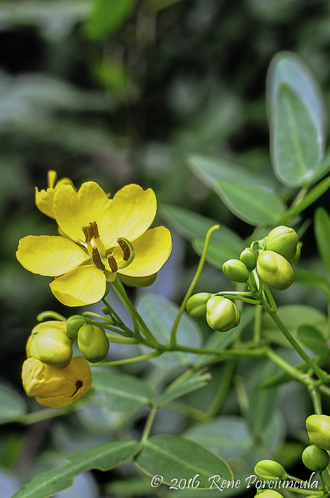 Senna corymbosa