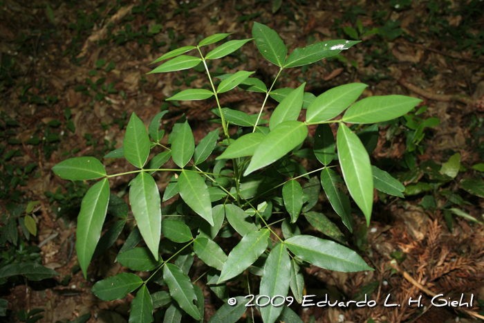 Senna araucarietorum