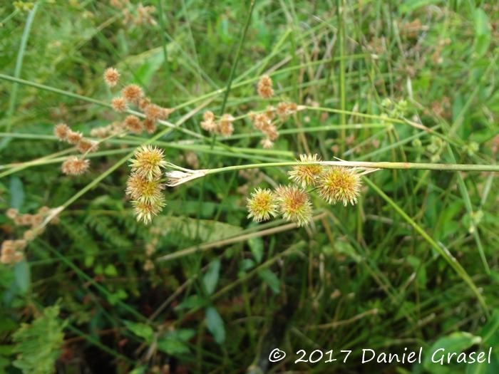 Juncus densiflorus