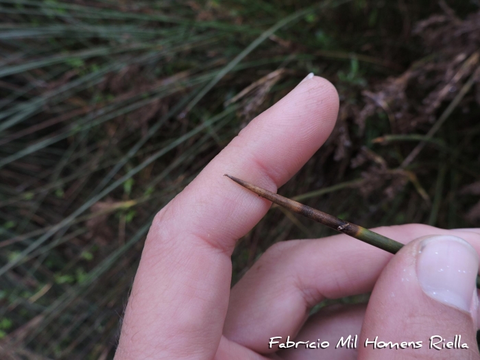 Juncus kraussii