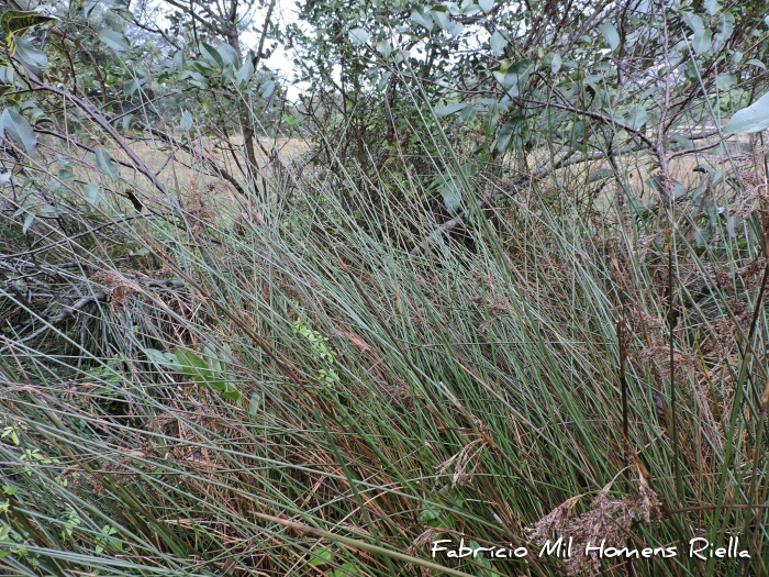 Juncus kraussii
