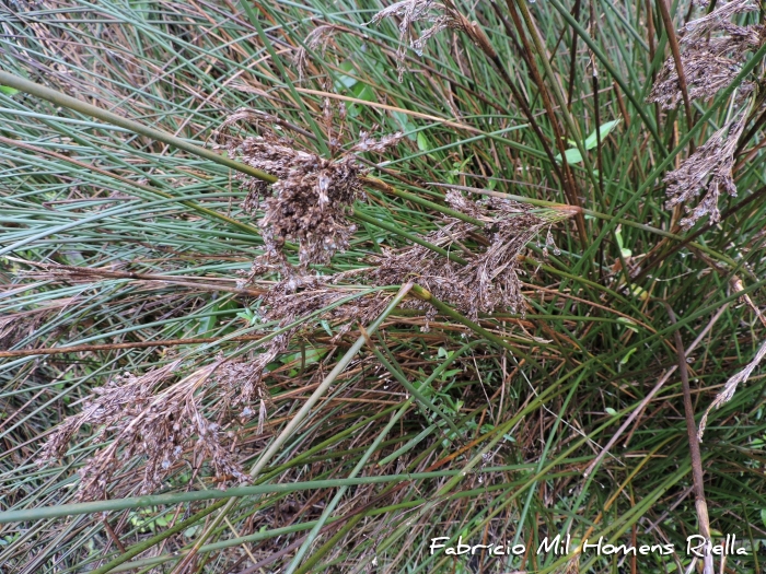 Juncus kraussii