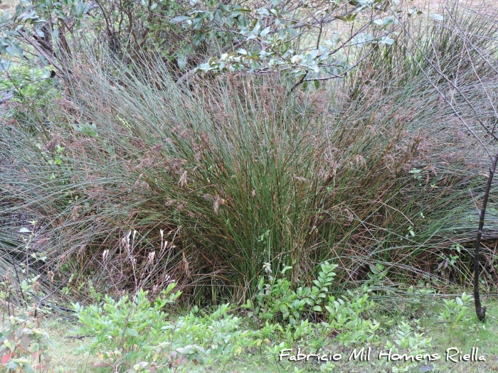 Juncus kraussii