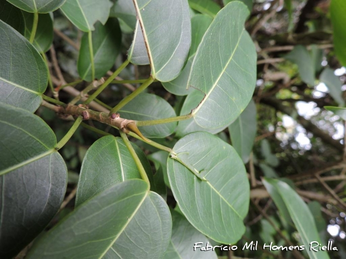 Ficus arpazusa