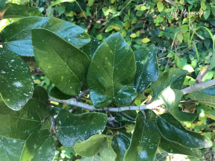 Ficus pumila