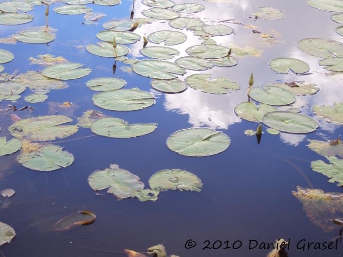 Nymphaea pulchella