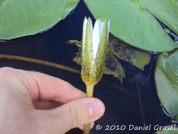 Nymphaea pulchella