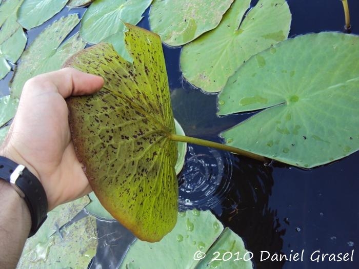 Nymphaea pulchella