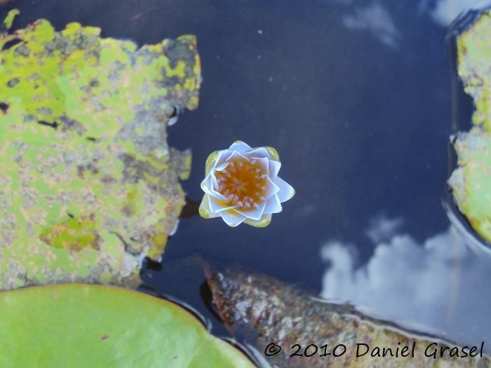 Nymphaea pulchella