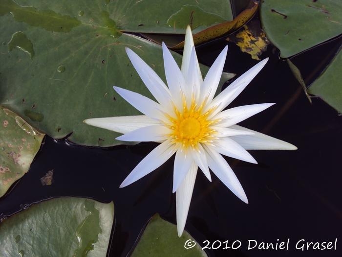 Nymphaea pulchella