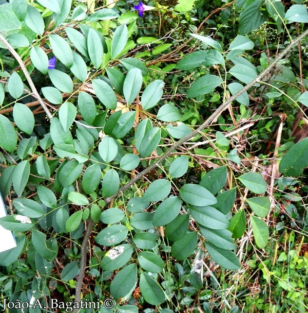 Dalbergia frutescens