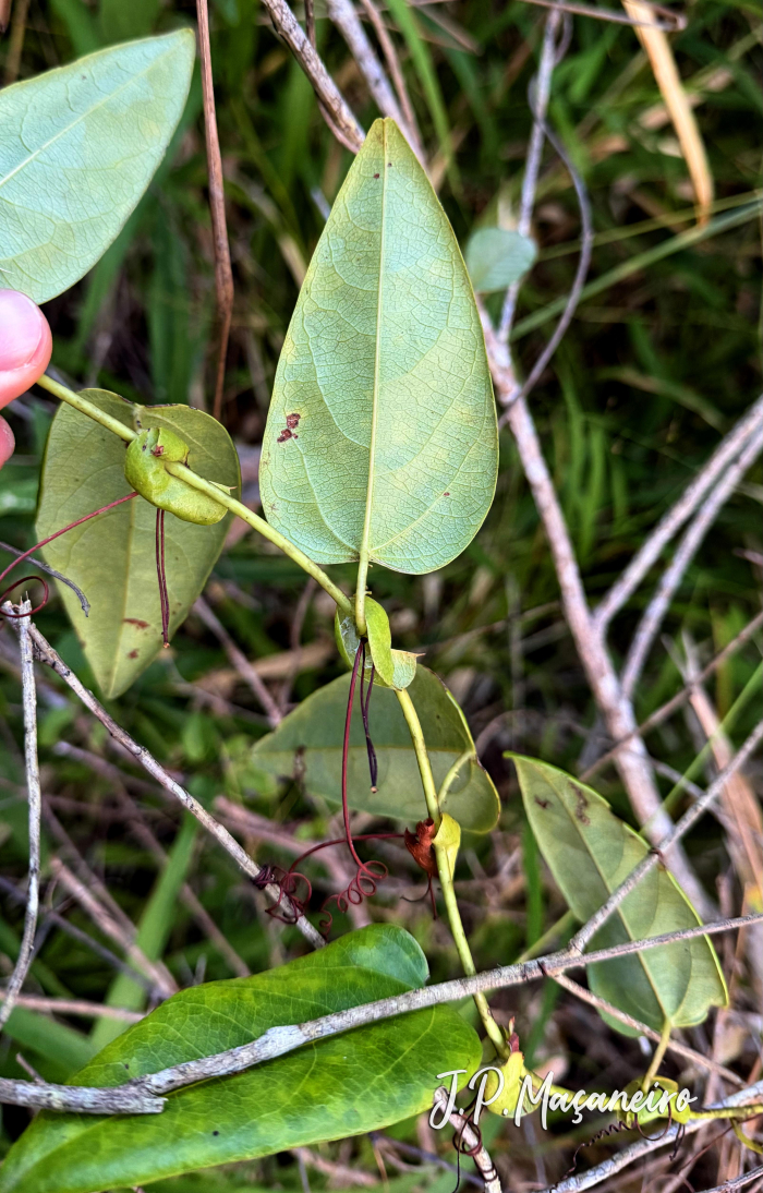 Passiflora mediterranea