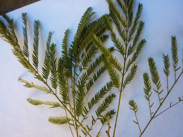 Albizia niopoides