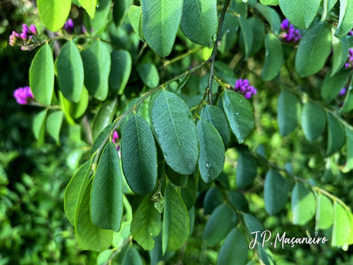 Dalbergia frutescens