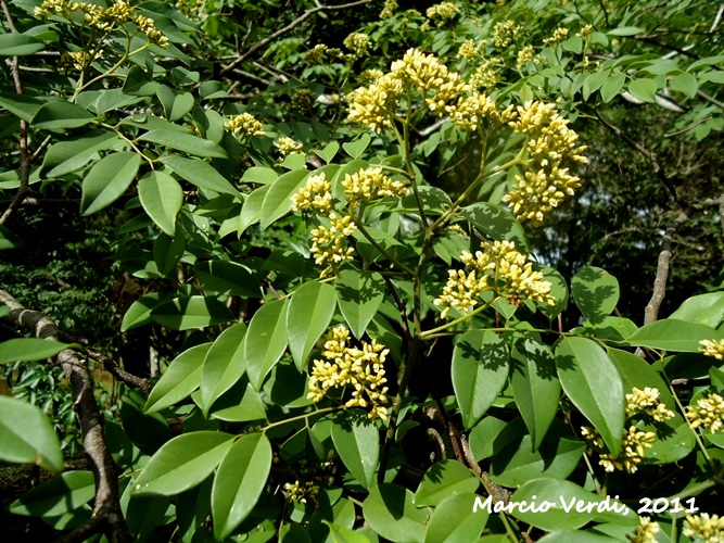 Dalbergia frutescens