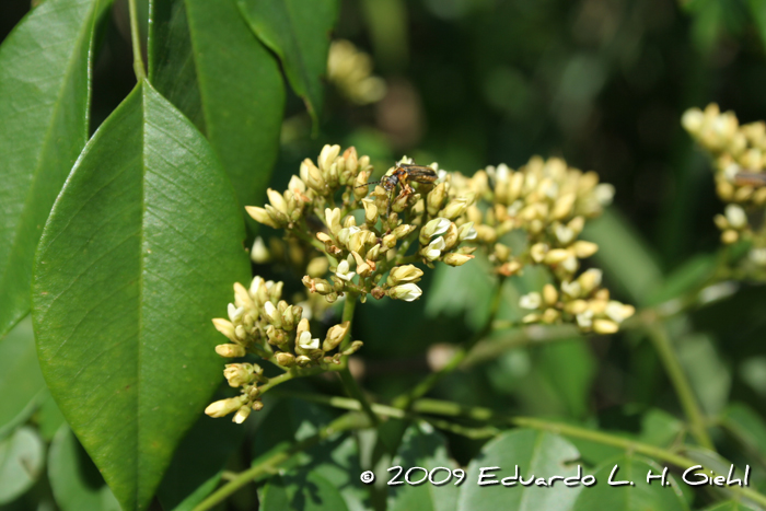 Dalbergia frutescens