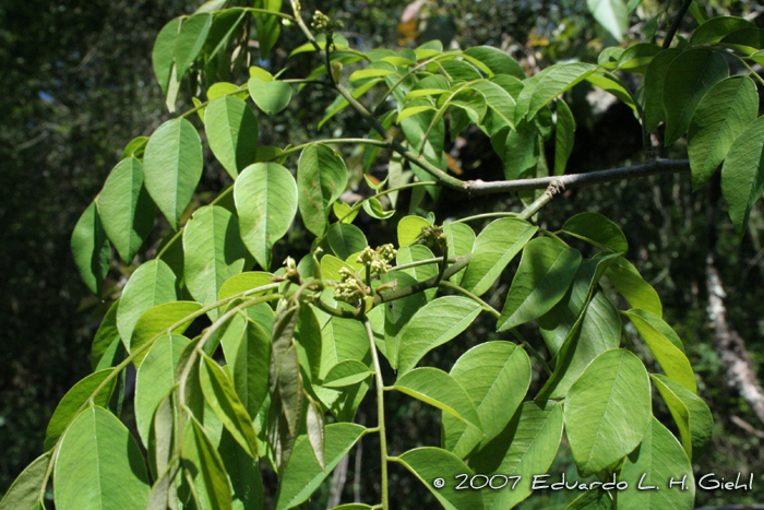 Dalbergia frutescens