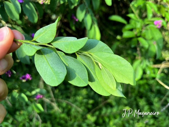 Dalbergia frutescens