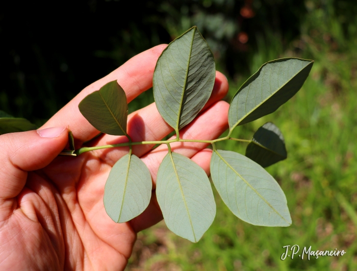 Dalbergia frutescens