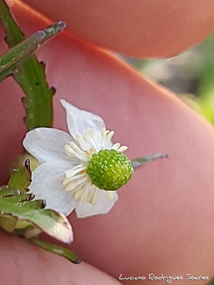 Ranunculus apiifolius