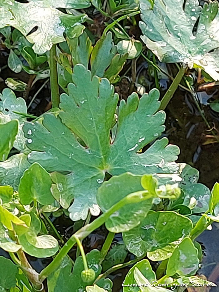 Ranunculus apiifolius