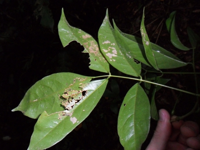 Dahlstedtia pentaphylla