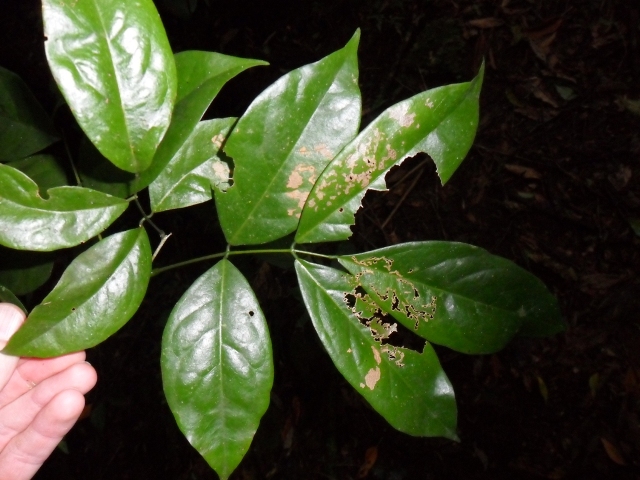 Dahlstedtia pentaphylla
