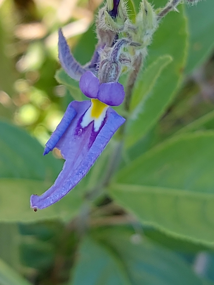 Pombalia bicolor