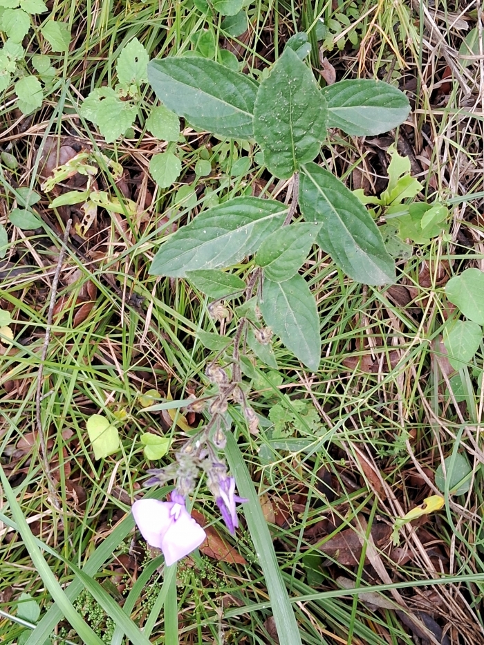 Pombalia bicolor