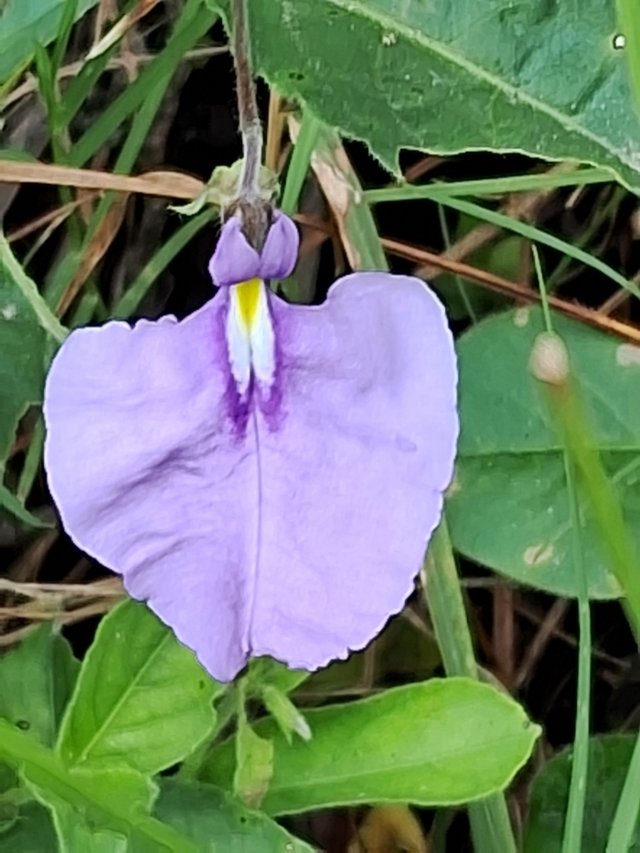 Pombalia bicolor